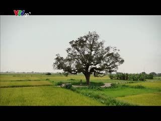 Phim Ngược Đường Ngược Nắng Tập 31